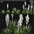 Yucca Gloriosa: Elegant Mound Lily 3D model small image 1