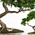 2015 Bonsai Plant - Premium Quality 3D model small image 3