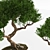 2015 Bonsai Plant - Premium Quality 3D model small image 4