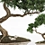 2015 Bonsai Plant - Premium Quality 3D model small image 7
