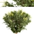 Wintergreen Barberry Trio: Beautiful Berberis julianae Shrubs 3D model small image 7