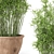 Rustic Cly Pot Set with 10 Outdoor Bamboo Plants 3D model small image 3