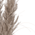 Elegant Dried Pampas Set 3D model small image 12