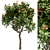 Southern Magnolia: Set of 4 Little Gem Trees 3D model small image 3