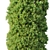 Golden Oriental Arborvitae - 2-6m 3D model small image 2