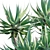 Agave attenuata - Fox tailail - 02 3D model small image 3