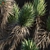 Desert Dream Yucca Tree - 3D Model 3D model small image 5