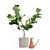 Realistic Fiddle-Leaf Fig 3D Model 3D model small image 8