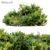 Myrica Candleberry Bush: Vray Material Library, Separated Branches and Leaves 3D model small image 1