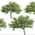 Japanese Angelica Tree Set (2 Trees) 3D model small image 8