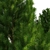  Majestic Mountain Pine 3D Model 3D model small image 2