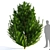  Majestic Mountain Pine 3D Model 3D model small image 3