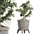 Sageretia Theezans: Mini Bonsai Beauty 3D model small image 1