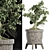 Sageretia Theezans: Mini Bonsai Beauty 3D model small image 2