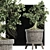 Sageretia Theezans: Mini Bonsai Beauty 3D model small image 3