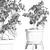 Sageretia Theezans: Mini Bonsai Beauty 3D model small image 5