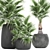 Exotic Palm Plant Collection 3D model small image 2