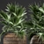 Exotic Palm Collection in Rattan Basket 3D model small image 3