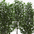 American Linden Tree Set - 4.8-5.0m 3D model small image 2