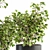 Green Oasis: Indoor Plant Set 3D model small image 3