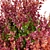 Vibrant Berberis Shrub - 2 Models, 1.5m Height 3D model small image 3