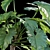 Tropical Archive: Philodendron Undulatum 3D model small image 2