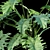 Tropical Archive: Philodendron Undulatum 3D model small image 3