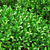 Boxwood Ball Bushes - Set of 5 3D model small image 3