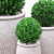 Green Boxwood Trio in Chic Ceramic Pots 3D model small image 3