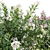 Versatile 3D Plant Bundle 3D model small image 3