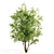 Amur Saplings: 2 For Thriving! 3D model small image 3