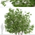 Elder Gewone Vlier: Set of 2 Sambucus Nigra Trees 3D model small image 3