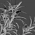 3D Model Collection - Thevetia Peruviana 3D model small image 3