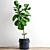Minimalist Polygonal Ficus Tree 3D model small image 1