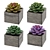 Diverse Succulent Collection 3D model small image 1