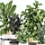 Tropical Plant Collection: Ficus, Strelitzia, Banana Palm 3D model small image 2