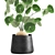 Exotic Black Pot Plant Collection 3D model small image 2