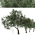 Mediterranean Duo: 2 Olive Trees 3D model small image 4