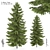 2 Abies Trees: High & Medium Height 3D model small image 1