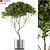 501 Plant Collection: Botanical Beauties 3D model small image 1