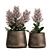 Metallic Plant Collection: Exotic & Tropical Skimmia 3D model small image 1