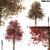 Amur Maple Tree - Stunning Beauty 3D model small image 7