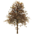 Amur Maple Tree - Stunning Beauty 3D model small image 2