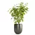 Tropical Indoor Plants Set - Ficus, Gold Capella, Umbrella Tree 3D model small image 3