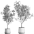 Exotic Plant Collection: Decorative Trees & Indoor Plants 3D model small image 6