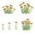 Yarrow Flowers | Achillea millefolium Set 3D model small image 2