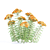 Yarrow Flowers | Achillea millefolium Set 3D model small image 4