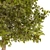 Majestic Chestnut Tree - 3D Model 3D model small image 6