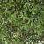 Graceful Weeping Pear Tree 3D model small image 4