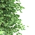 Curly Maple Wood, 239147 Polygons 3D model small image 6